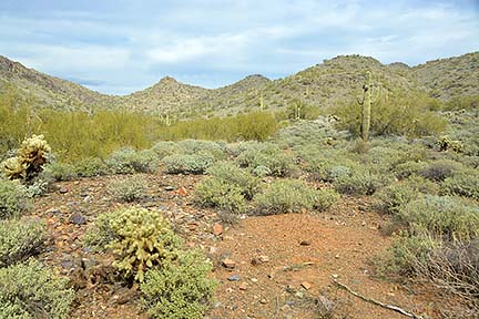 Cave Creek Regional Park, January 26, 2015